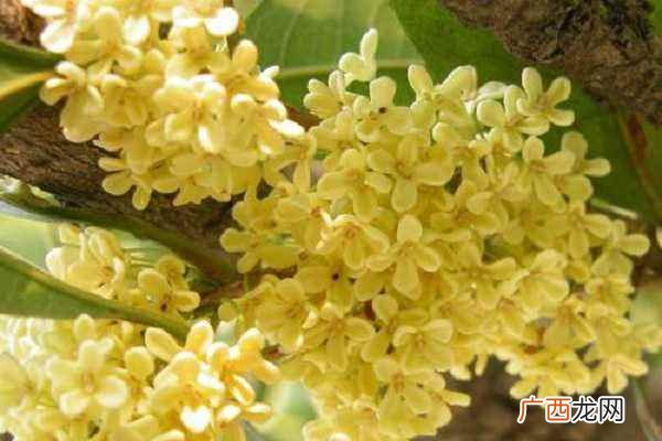 桂花什么时候开花哪个季节 桂花什么时候开花