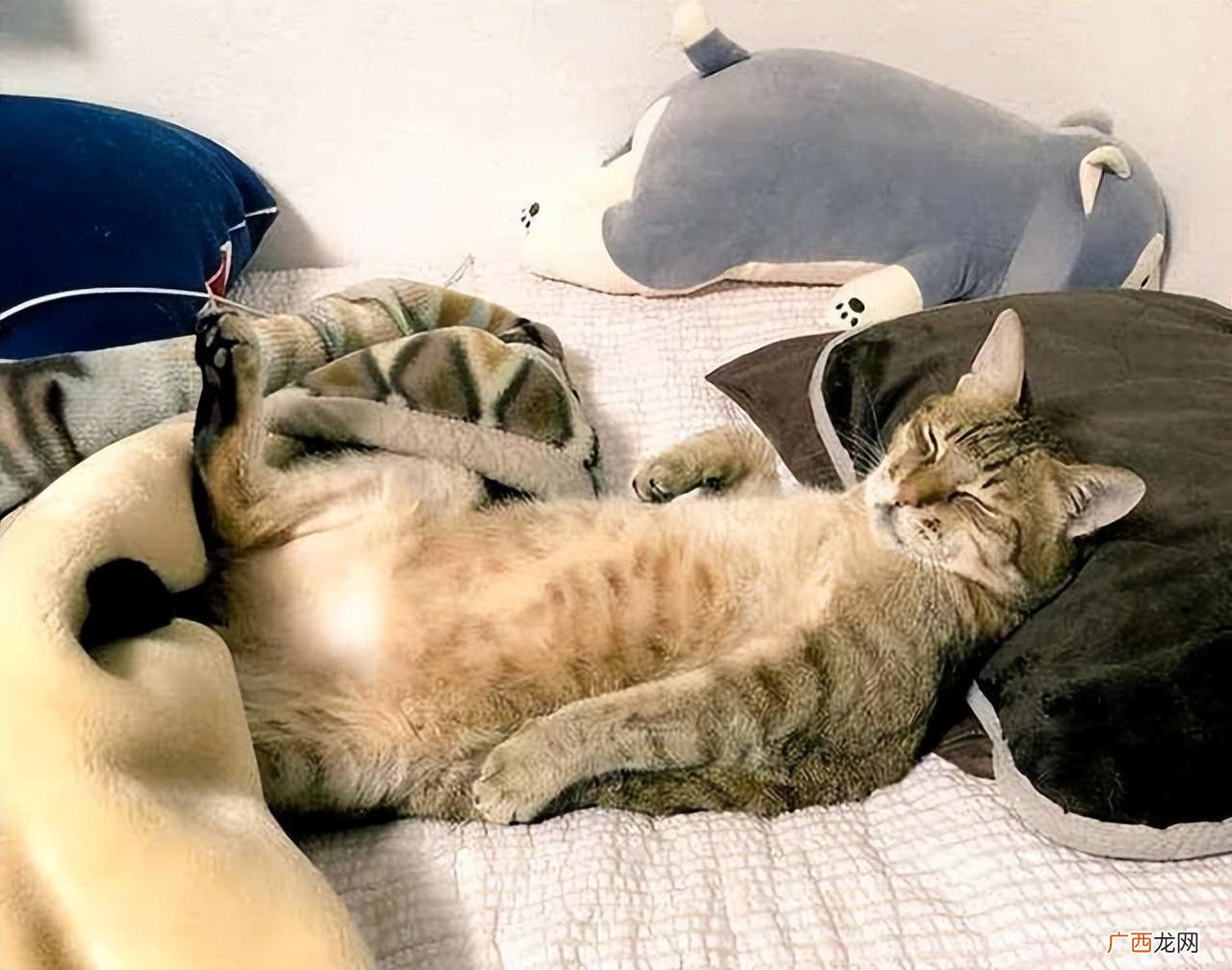 猫为何会迷恋你的床 为什么猫非得跑到床上睡