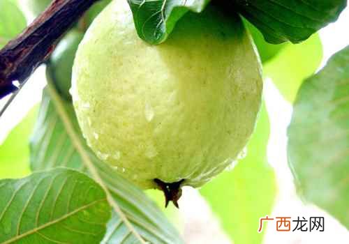 孕妇可以吃番石榴吗早期 孕妇可以吃番石榴吗