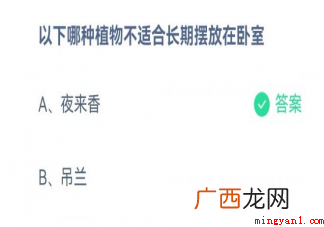 夜来香和吊兰哪种植物不适合长期放在卧室