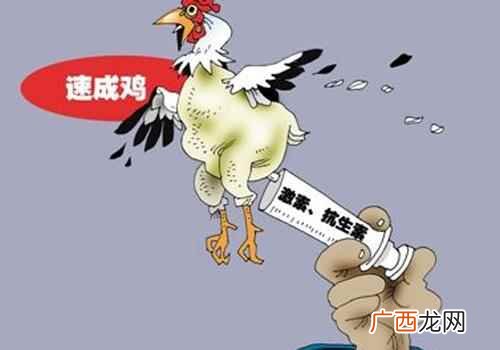 速成鸡能吃吗为什么 速成鸡能吃吗