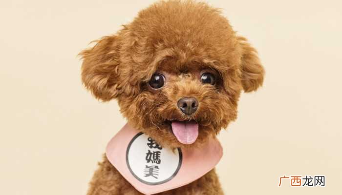 什么品种的猫最好养又干净 家庭养什么狗最干净