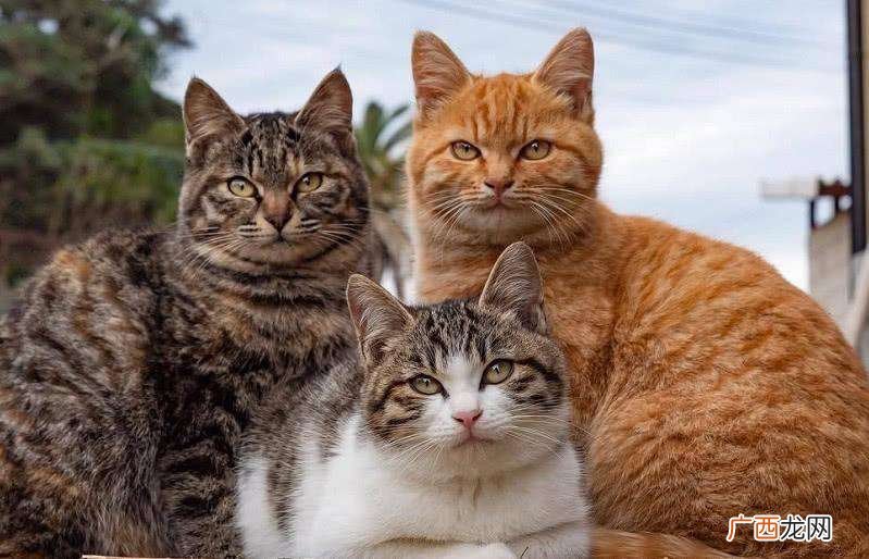 六个方面有巨大差异，太真实了 土猫和宠物猫的区别