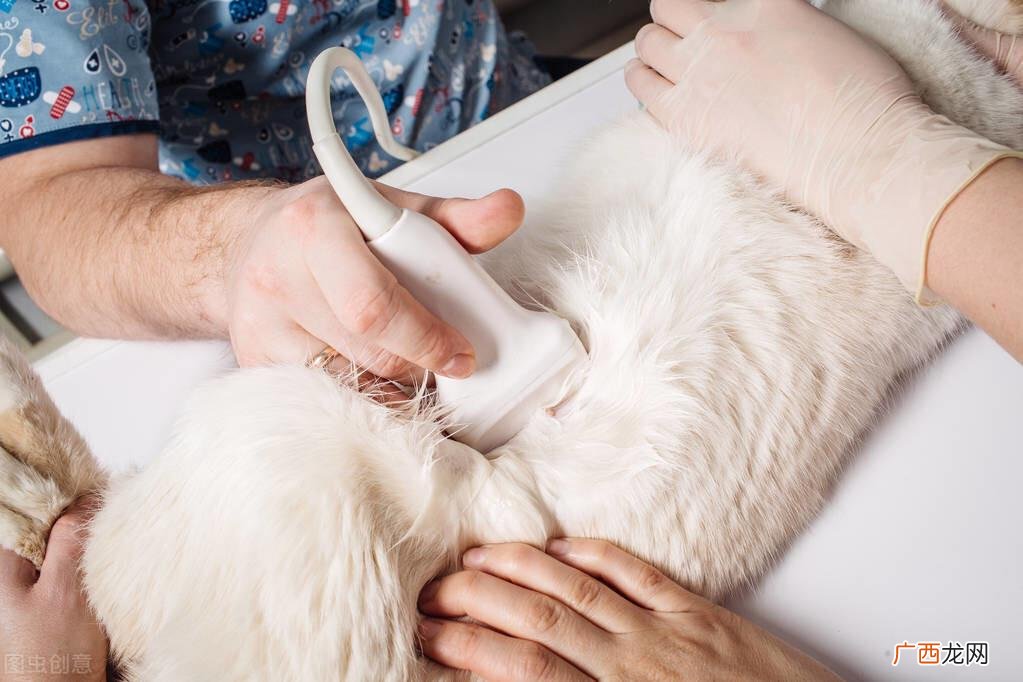 如何计算猫咪怀孕后多久能生产 母猫几个月可以生小猫最好