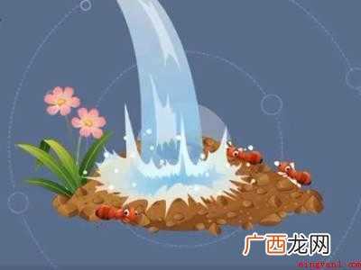 菜地里蚂蚁太多怎么去除的具体操作步骤 菜地里蚂蚁太多怎么去除