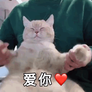 猫咪的爱有这7个等级 猫咪对人的信任分等级