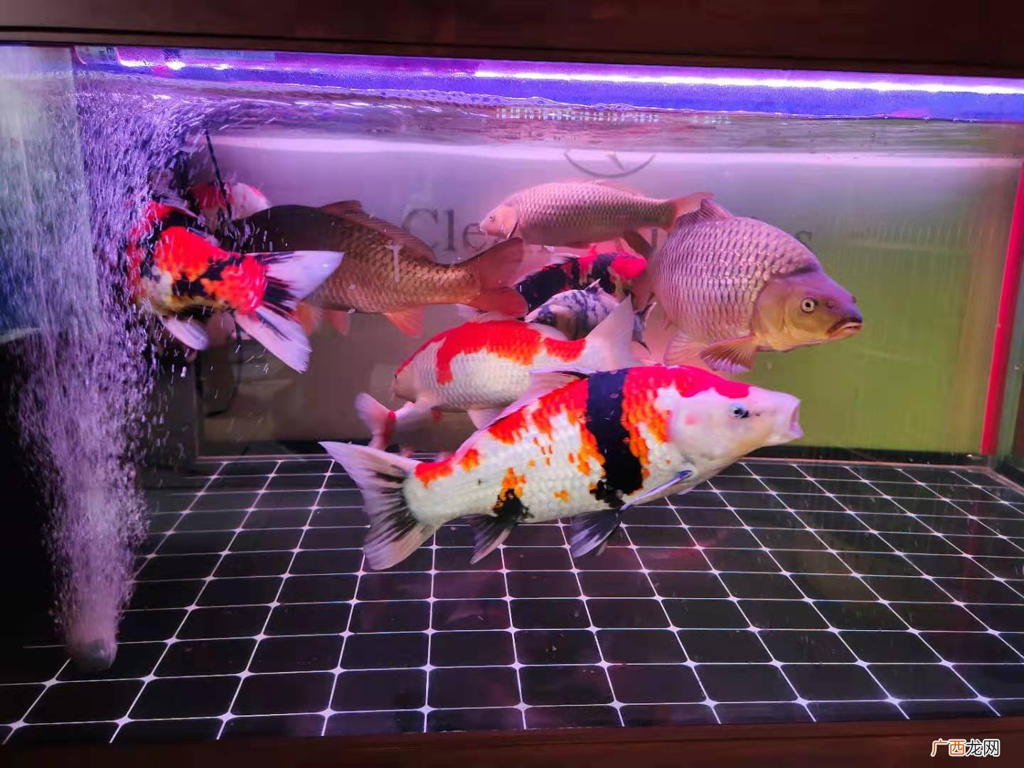 家里养的鱼在缸里乱撞是怎么回事 鱼撞缸怎么回事