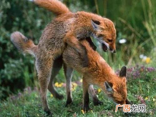 严寒季节狐狸不冬眠在树洞或土洞中避寒 狐狸冬眠吗