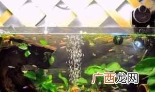 乌龟缸种什么植物好 养乌龟缸里面放植物好不好呢