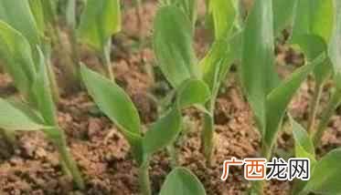 玉米穴盘育苗的正确方法 玉米育苗的方法和步骤