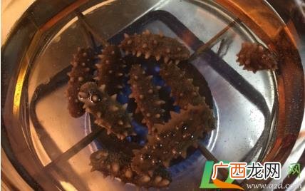 煮海参冷水还是热水下锅 煮海参是冷水煮还是开锅再下
