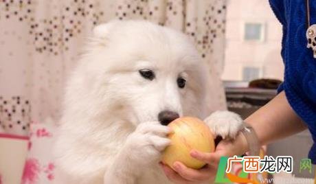 狗狗吃芒果有什么危害吗 狗吃芒果会不会有危险