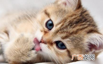 怎么判断猫咪年龄的大小 猫咪怎么看年龄大小