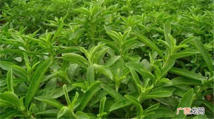 甜叶菊国家为什么禁止销售 甜叶菊的功效与作用