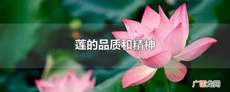 莲的品质和精神的句子 莲的品质和精神