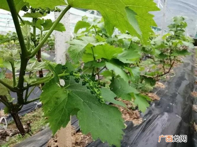 家里不能种葡萄的原因是什么 为什么家里忌讳种葡萄