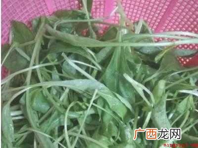 萝卜苗怎么做好吃的具体操作步骤 萝卜苗怎么做好吃
