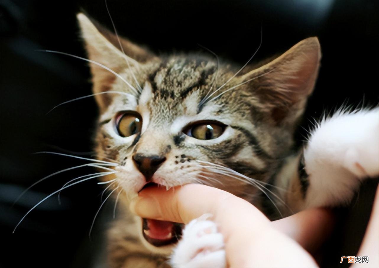 猫咪舔轻你的手怎么回事 猫轻咬主人的手是什么意思