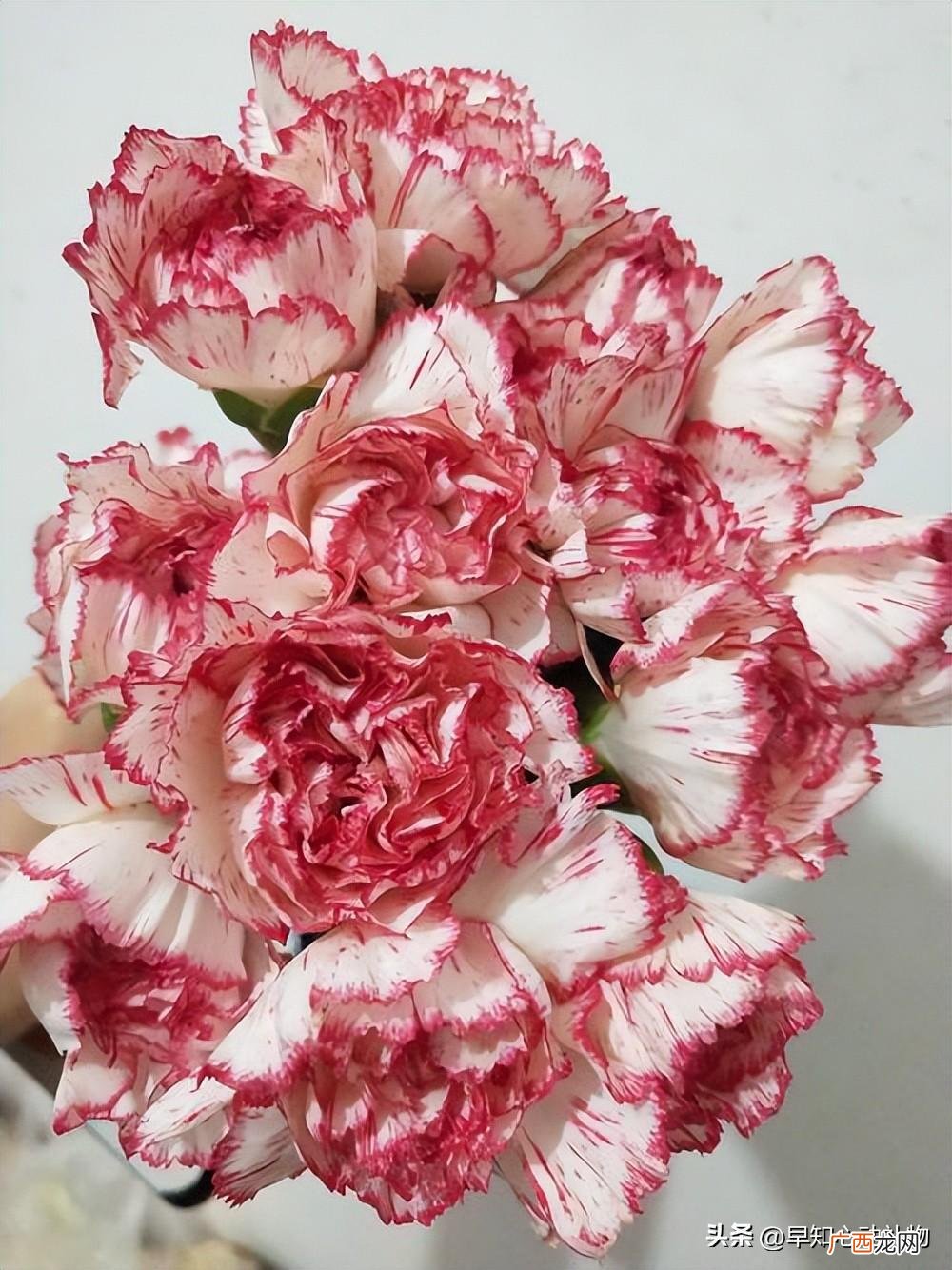 三八妇女节送送这些花给母亲合适 妇女节送妈妈什么花好
