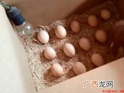在家里怎么人工孵蛋的具体操作步骤 在家里怎么人工孵蛋