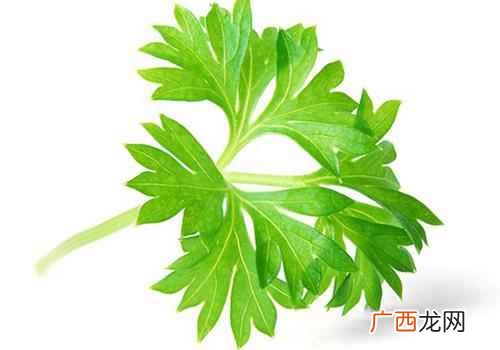 芹菜叶子能吃吗为什么都丢掉 芹菜叶子能吃吗