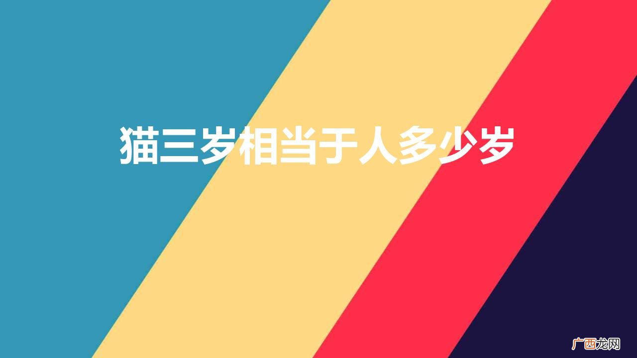 猫三岁相当于人多少岁