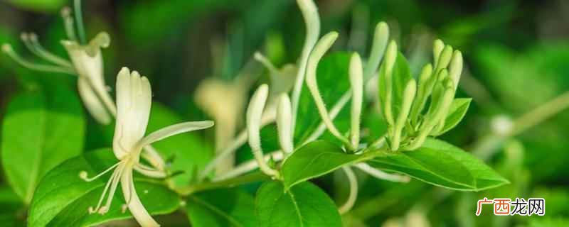板蓝根和金银花哪个抗病毒好些 板蓝根和金银花哪个抗病毒好
