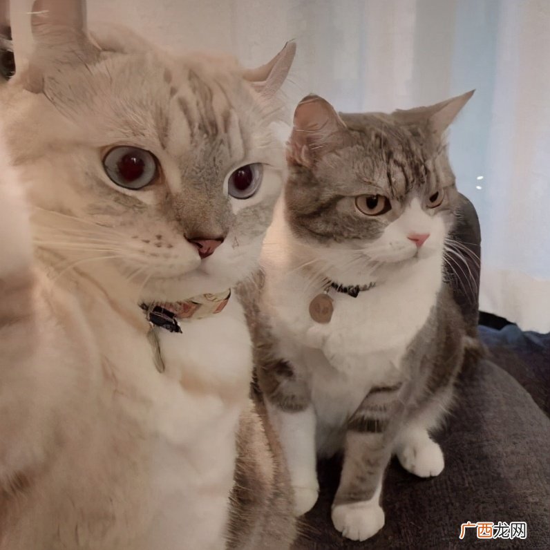 猫咪向主人表达爱意的动作表现 猫喜欢主人的表达方式