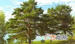 大乔木在树的种类中最常见的是什么 树种类有哪些