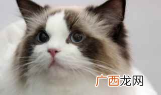 一只品相好的英短银渐层整体特征 如何挑选小的英短渐层