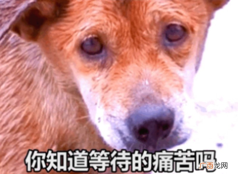 养狗的好处和坏处风水学 养狗的好处和坏处