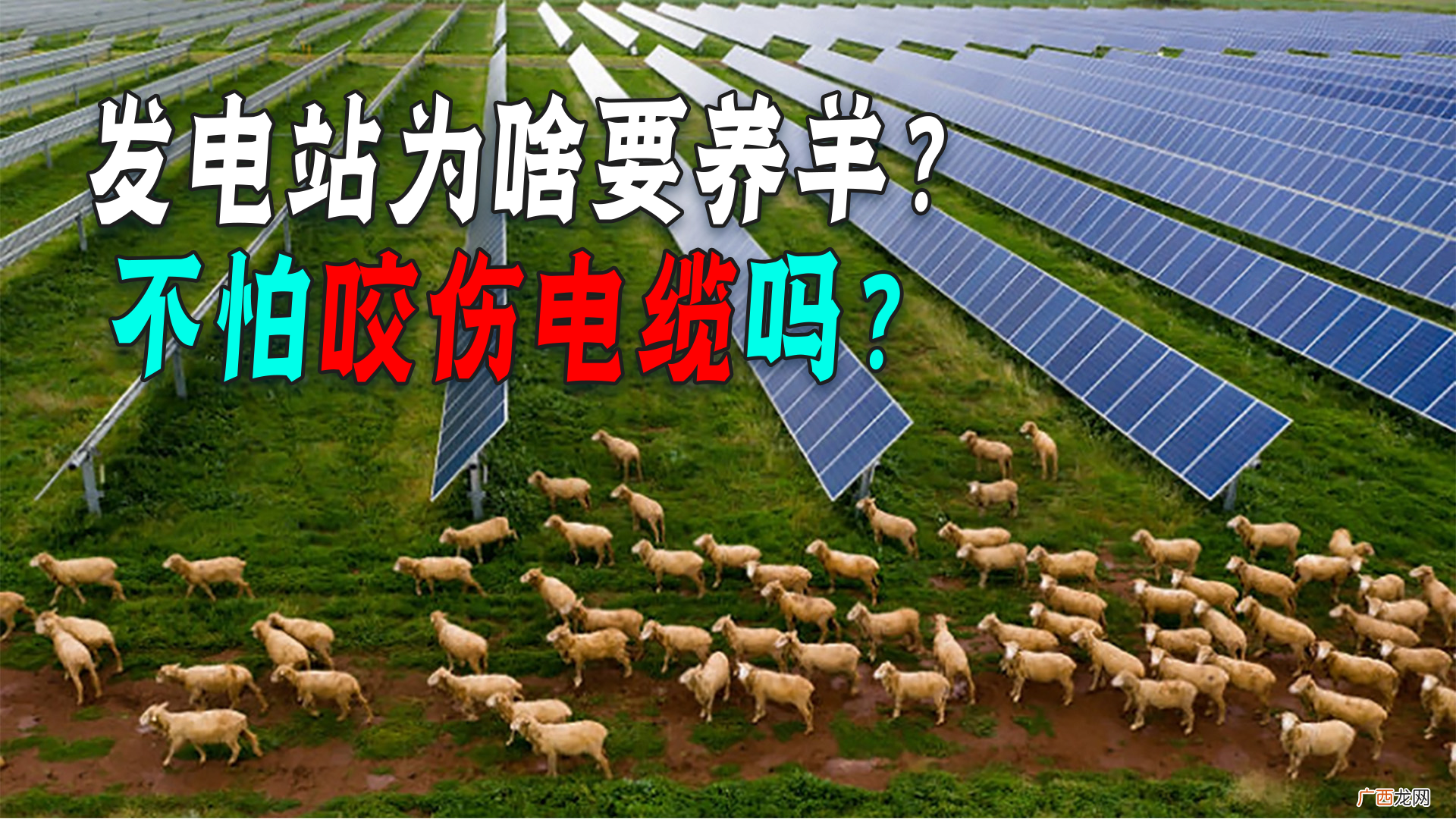 为啥总养一群羊？ 在光伏发电板下养羊是为了什么