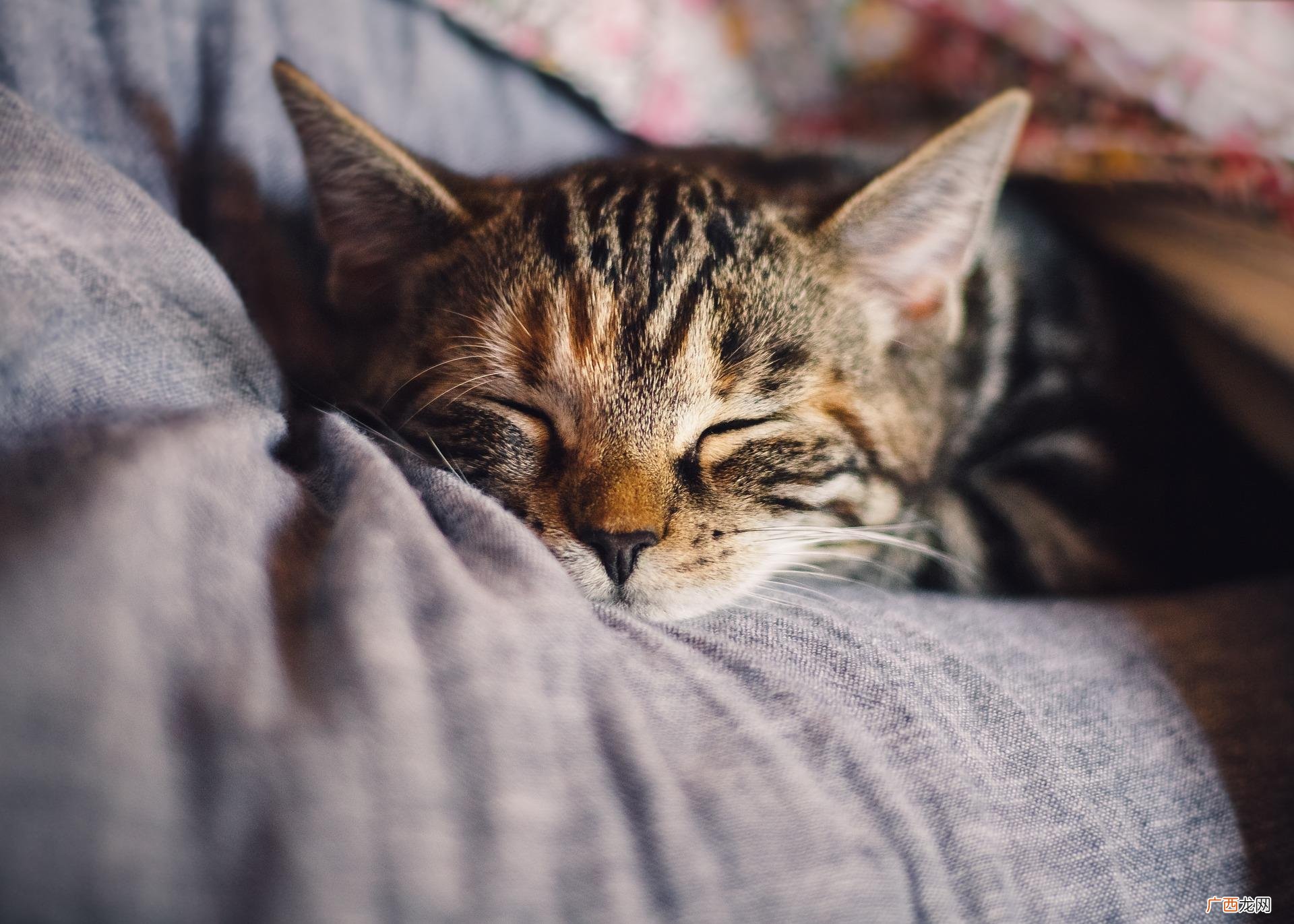 你的猫半夜叫很烦人对吗 公猫晚上一直叫怎么立即解决