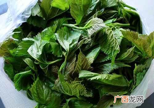 桑叶功效与作用 桑叶的作用与功效