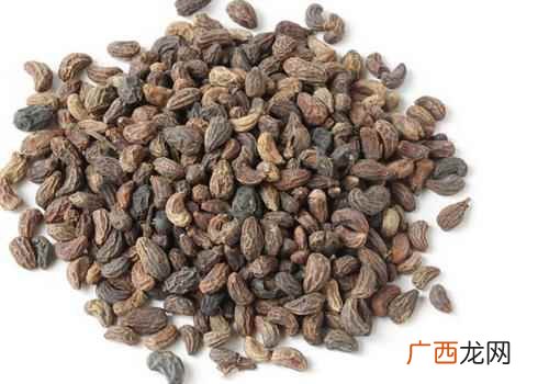女贞子的功效与作用及禁忌症 女贞子的功效与作用及禁忌