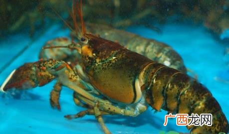 波士顿龙虾怎么看出来是死的 怎么判断波士顿龙虾死了多久