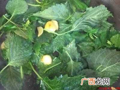 紫苏叶怎么做好吃的具体操作步骤 紫苏叶怎么做好吃