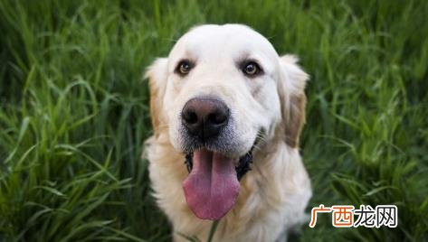 狗狗得了犬瘟怎么办还能救活吗 狗狗得了犬瘟怎么办