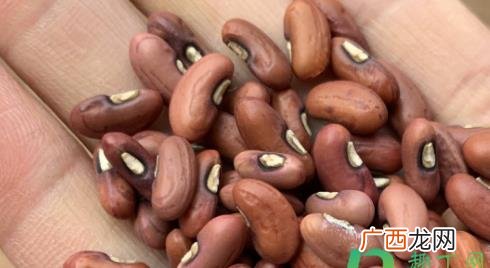 豆角种子泡多长时间可以种 豆角种子泡了三天还能种吗