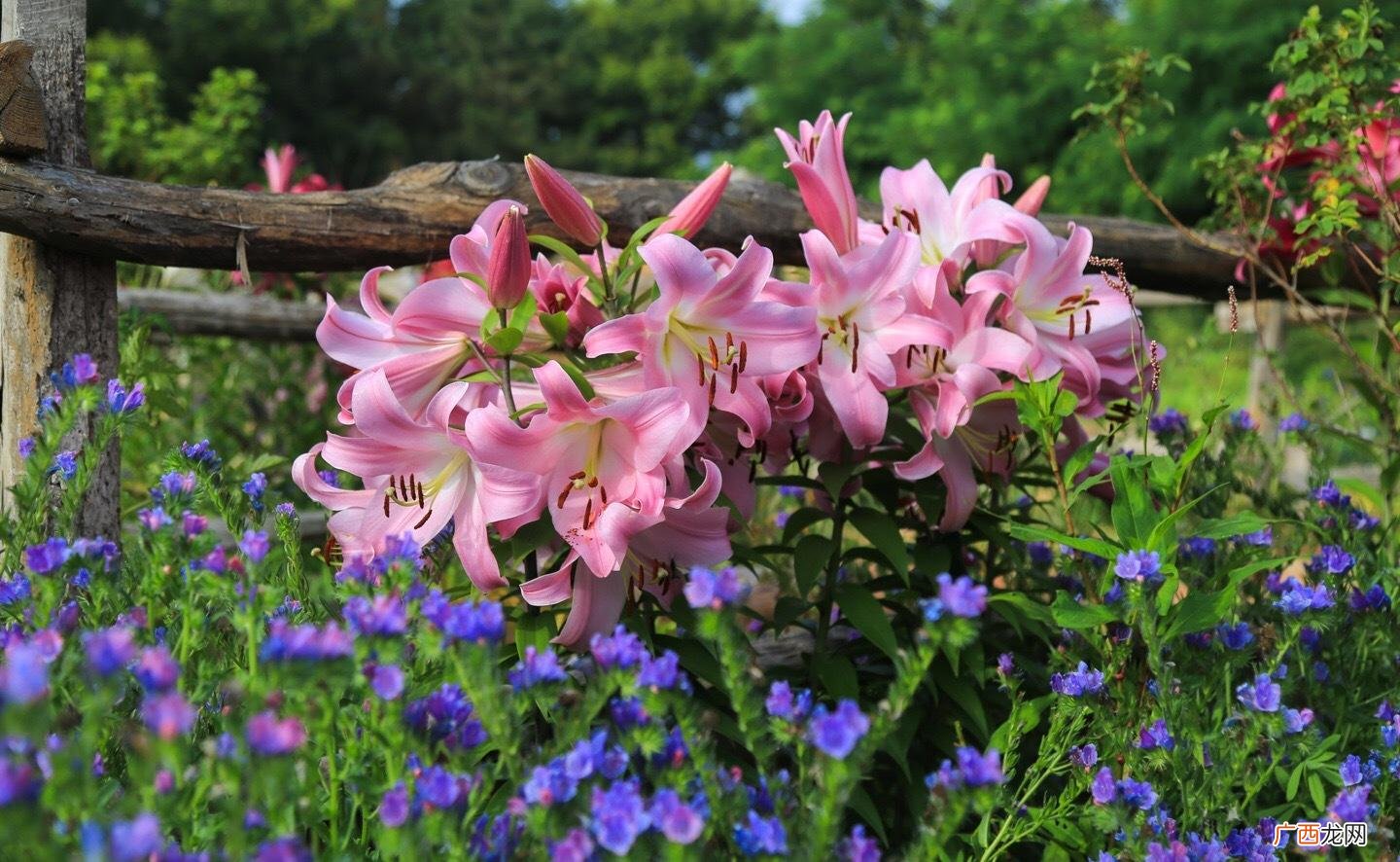 好养易开花的十种夏日花 夏天十种最美的花
