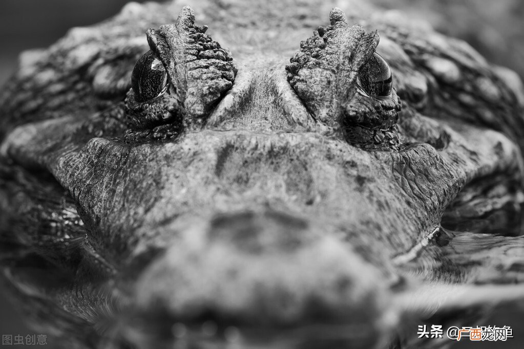 亚马逊河深处的十种可怕生物 亚马逊河十大恐怖生物