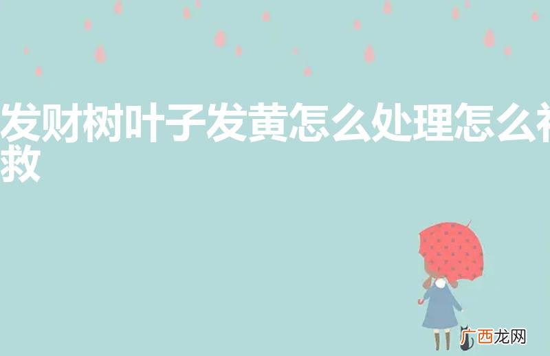 发财树叶子发黄怎么处理怎么补救