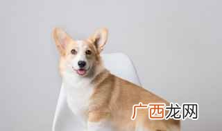 柯基是一种犬的名称 柯基是什么意思