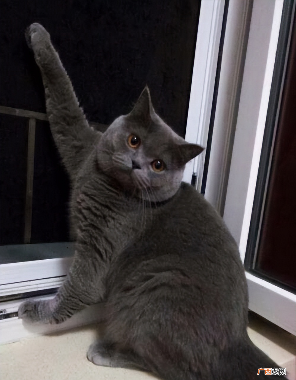冬天到了，别这样养蓝猫 蓝猫冬天需要注意事项