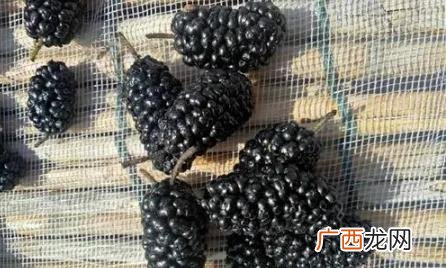 桑葚干泡水用多少度的水最好 桑葚干泡水用开水还是温水