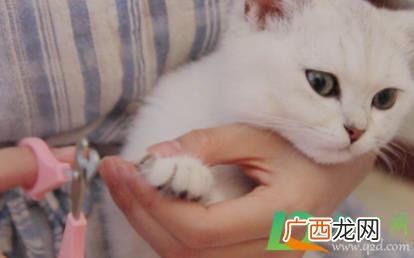 小猫咪几天剪一次指甲比较好 小猫咪几天剪一次指甲