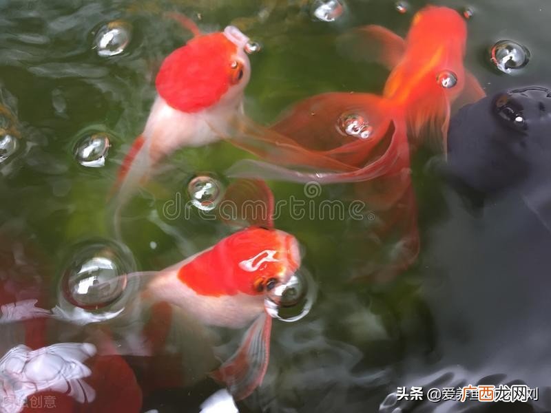 金鱼变黑是什么原因导致的 金鱼尾巴边缘变黑怎么回事