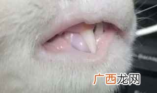 猫咪第三眼睑外露怎么治 猫咪牙齿外露怎么处理