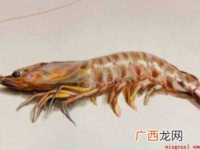 龙虾怎么放虾尿的具体操作步骤 龙虾怎么放虾尿