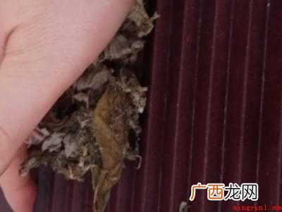 艾草怎样加工成艾绒的具体操作步骤 艾草怎样加工成艾绒